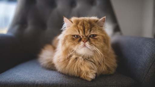 Corona vastgesteld bij drie Nederlandse katten en een hond