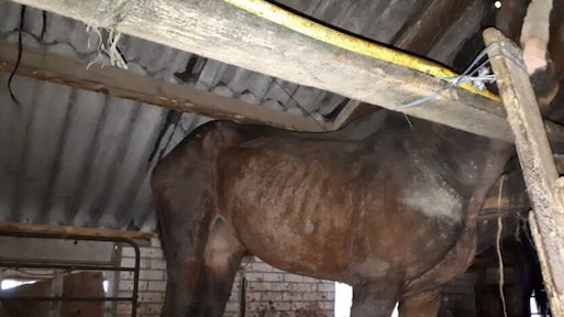 Veertien verwaarloosde paarden bevrijd uit vervallen schuur