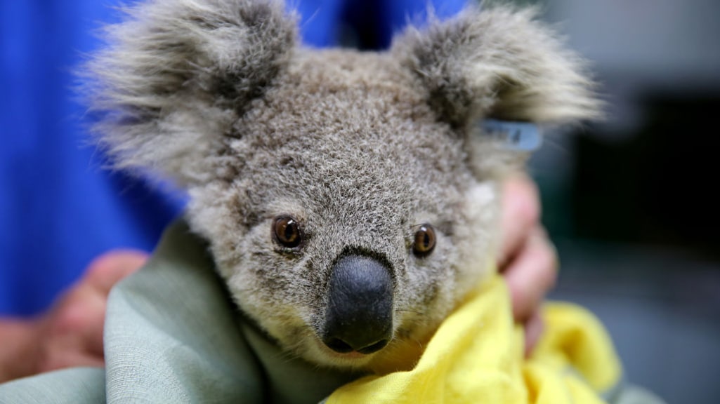 Koala's beter beschermd tegen bosbranden Australië