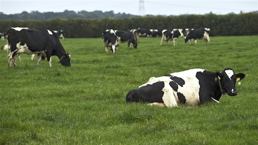 Innovaties bieden kansen om stikstofdoelen te halen: 'Maar veel mitsen en maren'