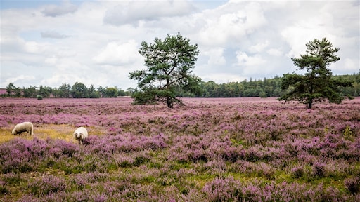 'Stikstofakkoord gemanipuleerd door ministerie'
