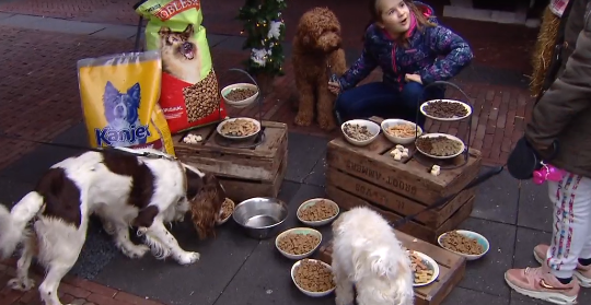 Op Landgoed de Scheleberg staat een speciaal buffet voor de honden klaar.