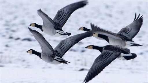 'Te veel schadevergoeding Friese boeren voor ganzen'