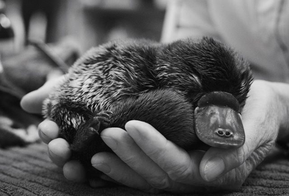 Familie Steve Irwin redt tienduizenden dieren van Australische bosbranden