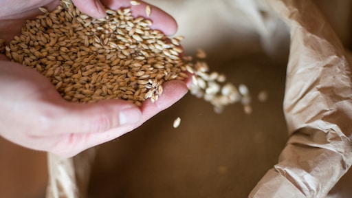 Gist van bierbrouwers vervangt eiwitten in vegan hamburgers