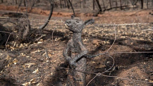 Schokkende foto van verbrande baby-kangoeroe in Australië gaat de wereld over