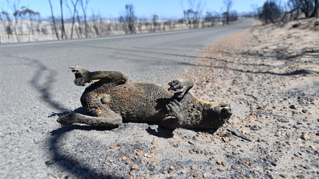 Deze koala ging dood door de bosbranden.