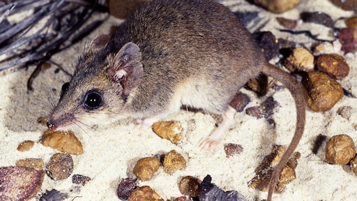 Miljard dieren dood bij bosbranden, buidelmuis waarschijnlijk uitgestorven
