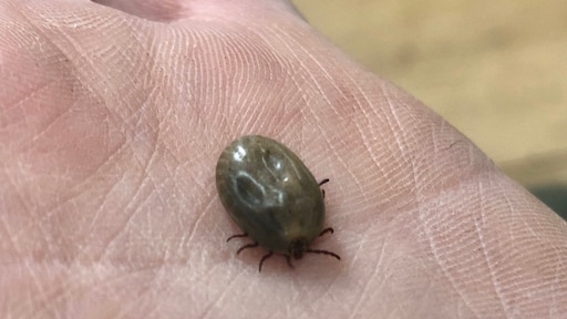 Warme winter: nu al teken en bloeiende bloemen, maar ook angst voor overlast