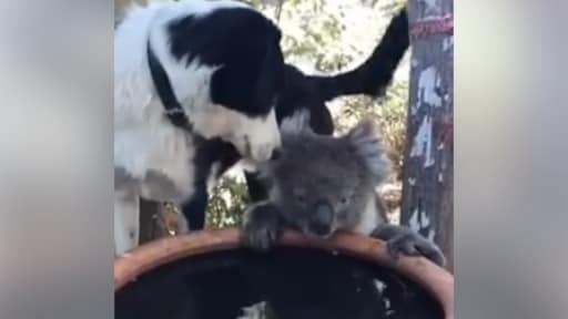 Schattige beelden: Australische hond deelt waterbak met koala