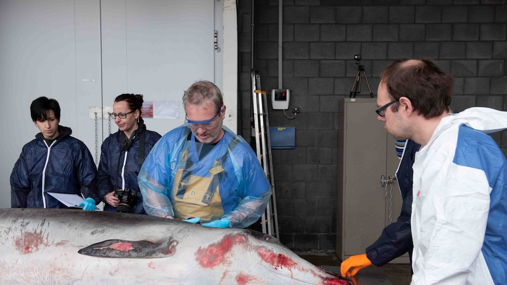 3 meter lange spitssnuitdolfijn aangespoeld in België