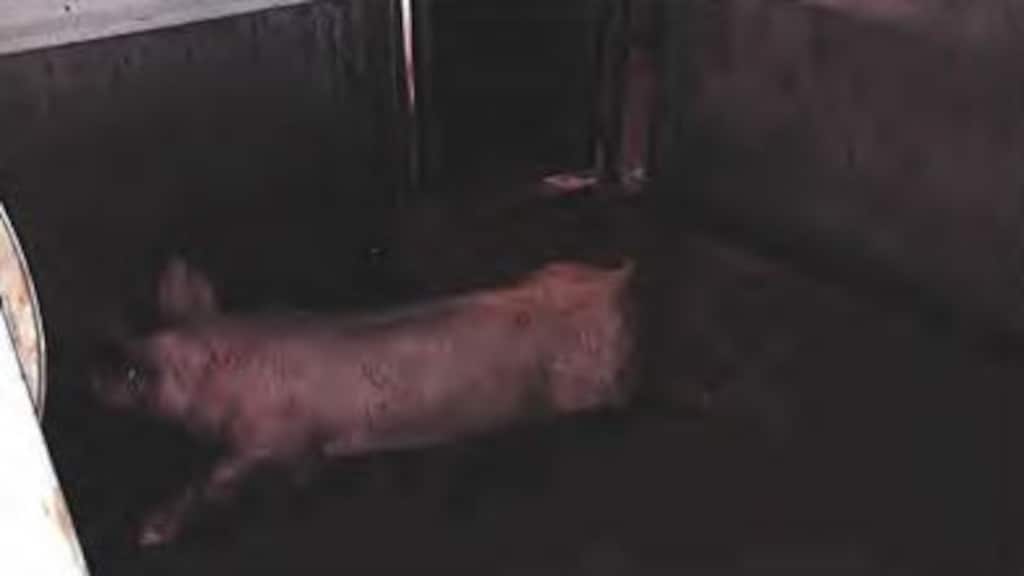 Dit varken is te kreupel om nog op eigen benen te kunnen staan.