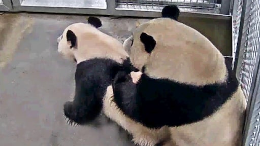 Het is gelukt: de reuzenpanda's hebben voor het eerst gepaard
