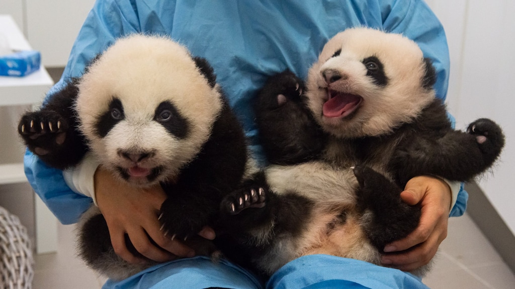 Bao Di en Bao Mei, de pandatweeling geboren in België.