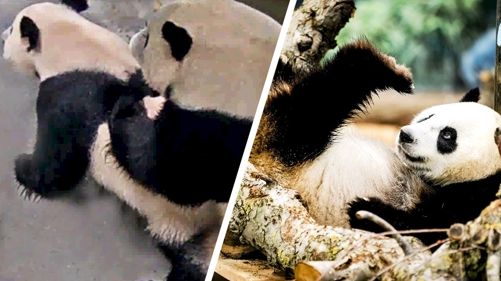Euforie in Ouwehands Dierenpark om pandaparing: 'Ik moet er nog van bijkomen'