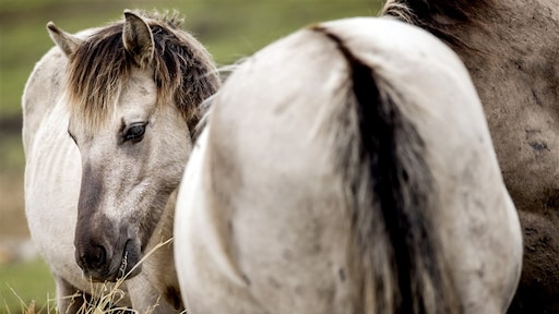 Grote woede over mogelijke slacht konikpaarden op Texel