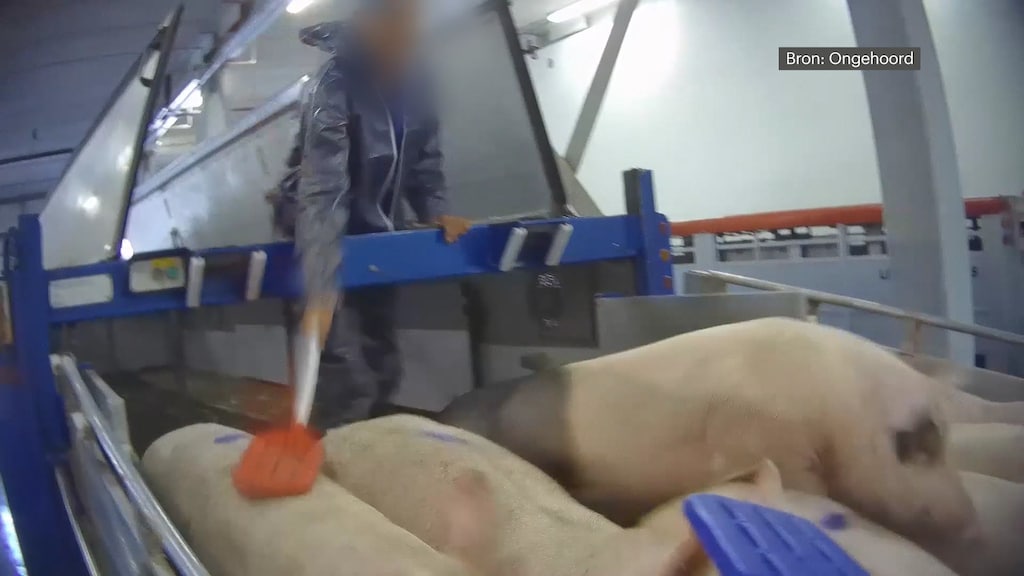 Undercoverbeelden: varkens hard geslagen en opgejaagd