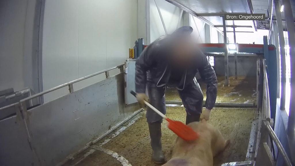Kamer klaar met wangedrag slachthuizen en slap optreden NVWA
