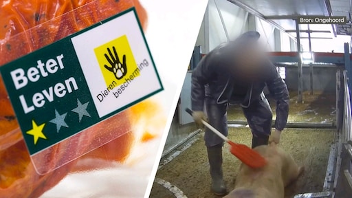 Dierenbescherming legt slachthuis Westfort sancties op vanwege mishandeling varkens