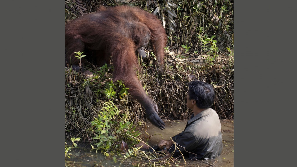 Uniek moment vastgelegd: orang-oetan geeft handje aan natuurbeschermer