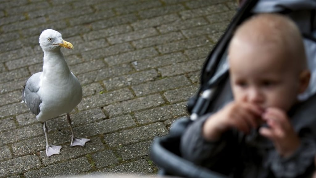 Meeuwen willen altijd jouw eten, onderzoekers weten nu waarom