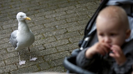 Meeuwen willen altijd jouw eten, onderzoekers weten nu waarom