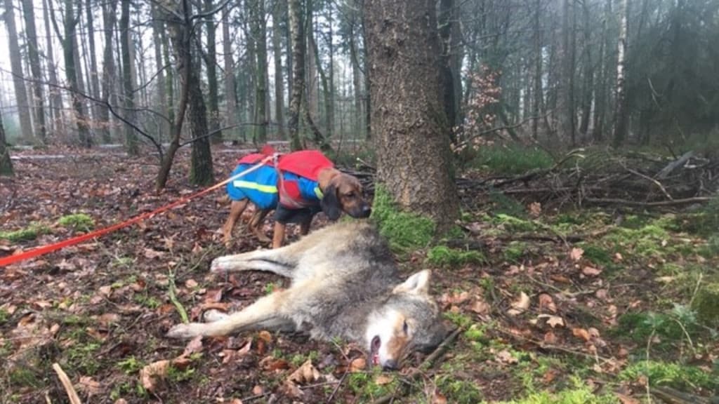 Jonge wolf doodgereden op Noord-Veluwe