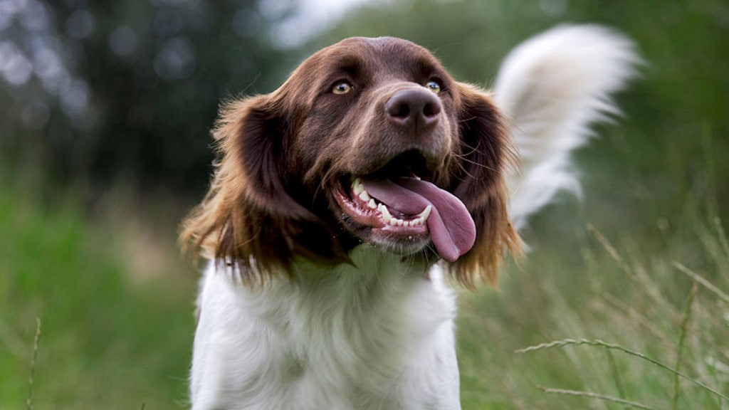 Hond met corona: kunnen dieren je besmetten?