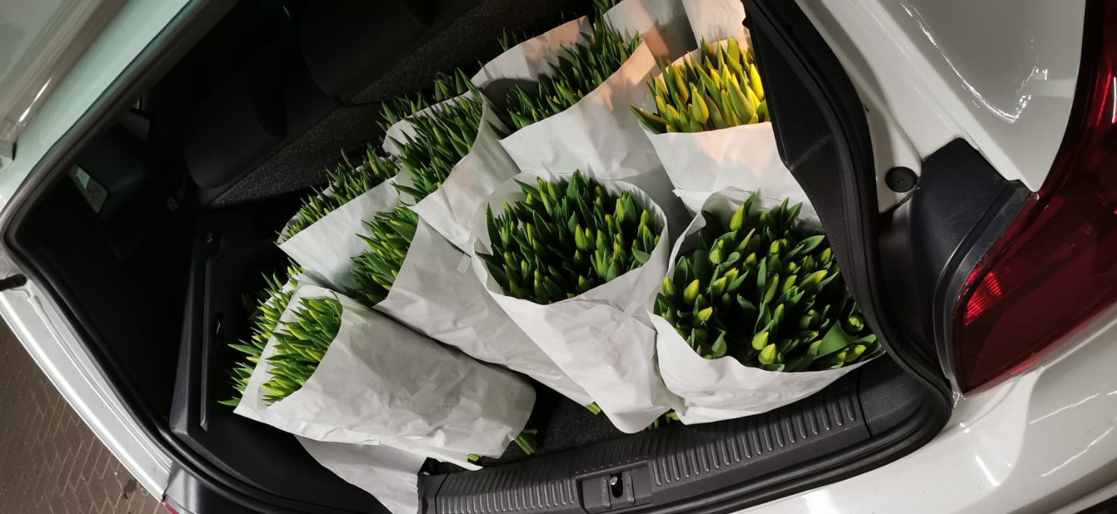 Tulpen in de achterbak.