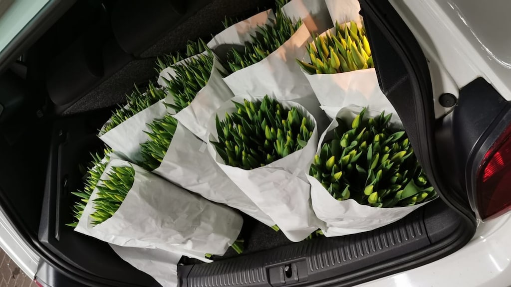 Tulpen in de achterbak.