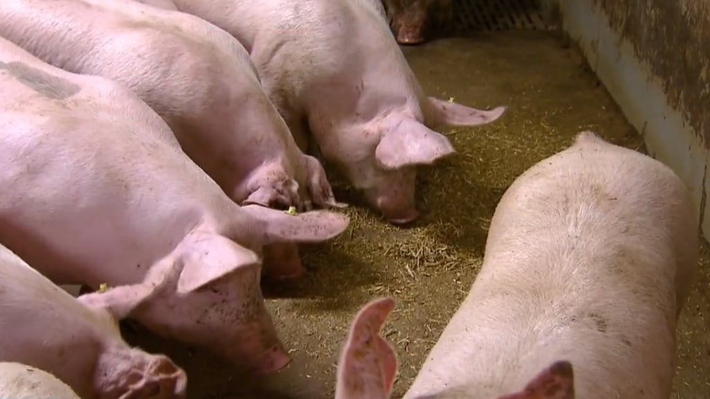 Cafés dicht: Grolsch maakt veevoer van oud bier