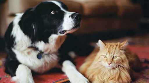 'Aai ze niet', maar kunnen huisdieren corona krijgen of verspreiden?