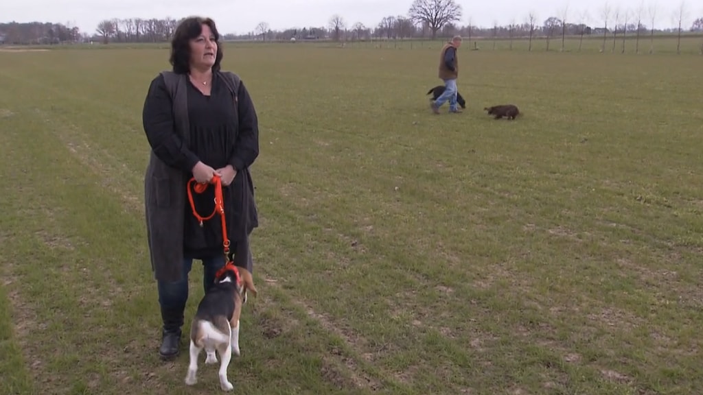 Honden trainen om coronavirus op te sporen: 'Het is mogelijk'