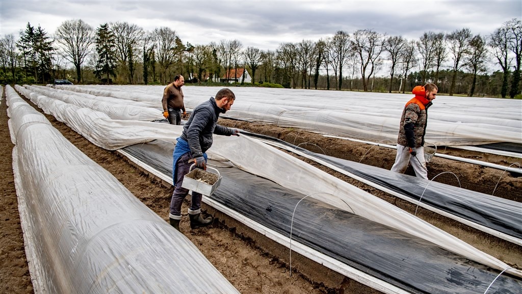 Aspergeseizoen geopend, maar wie steekt dit jaar de asperges?