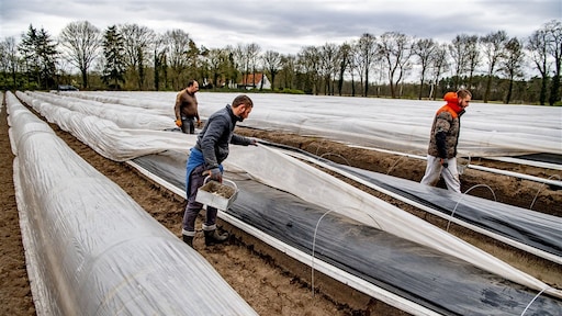 Aspergeseizoen geopend, maar wie steekt dit jaar de asperges?