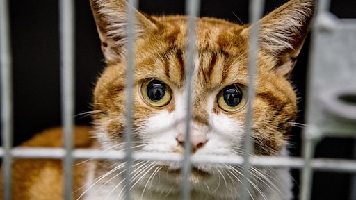 Drukke tijd voor dierenasiels: 'We zijn misschien wel strenger dan voorheen'