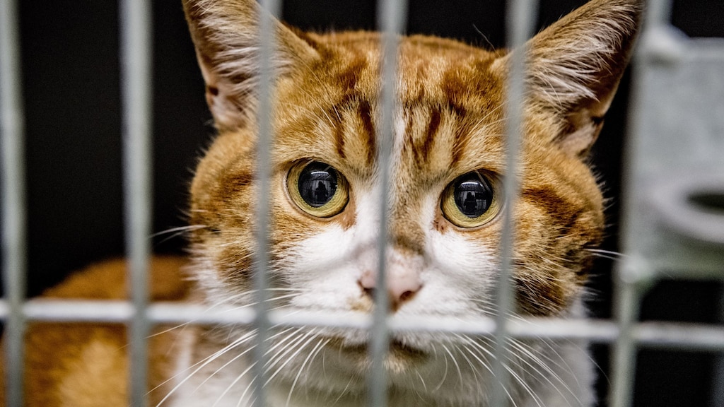 Drukke tijd voor dierenasiels: 'We zijn misschien wel strenger dan voorheen'