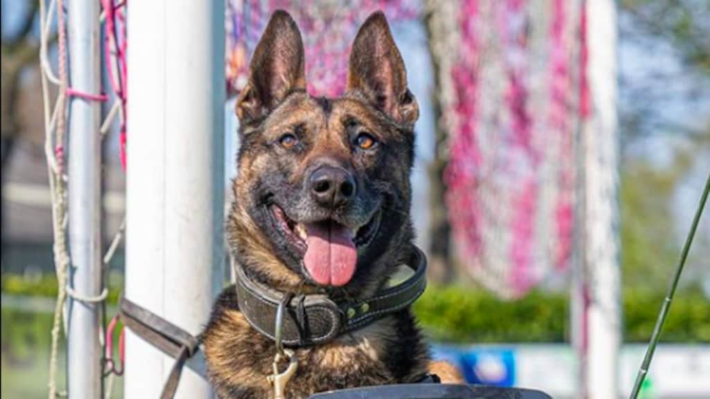 Bumper keert terug op social media: 'Niet de allerbeste politiehond'