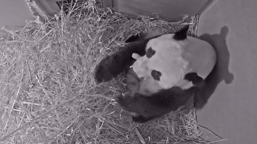 Babynieuws in Ouwehands Dierenpark: reuzenpandajong geboren