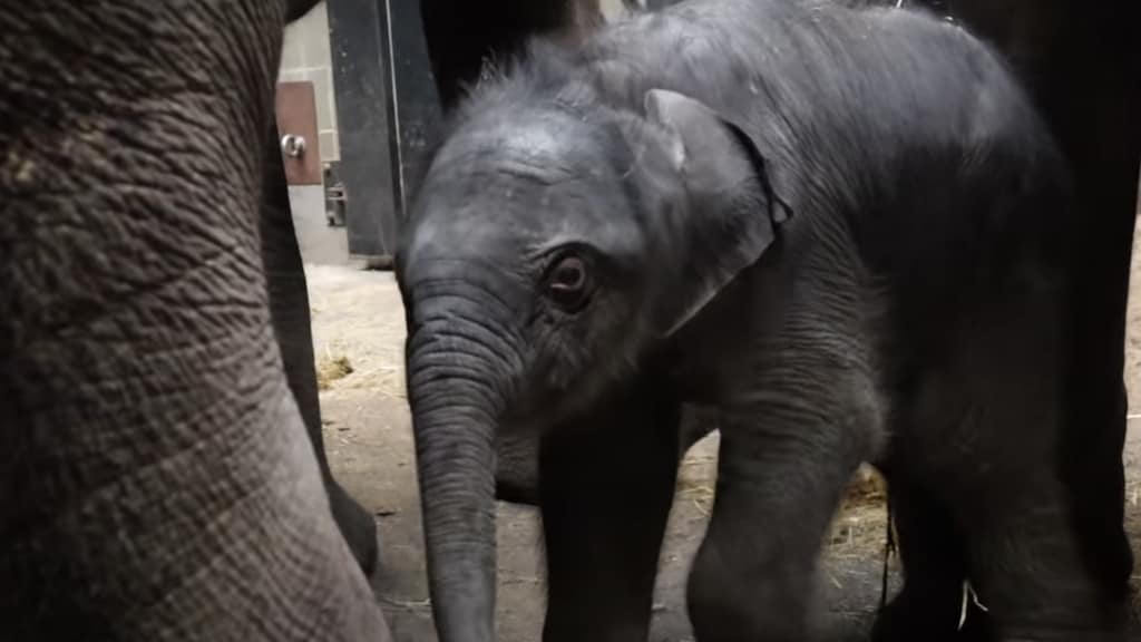 Olifantje in één minuut geboren in Artis