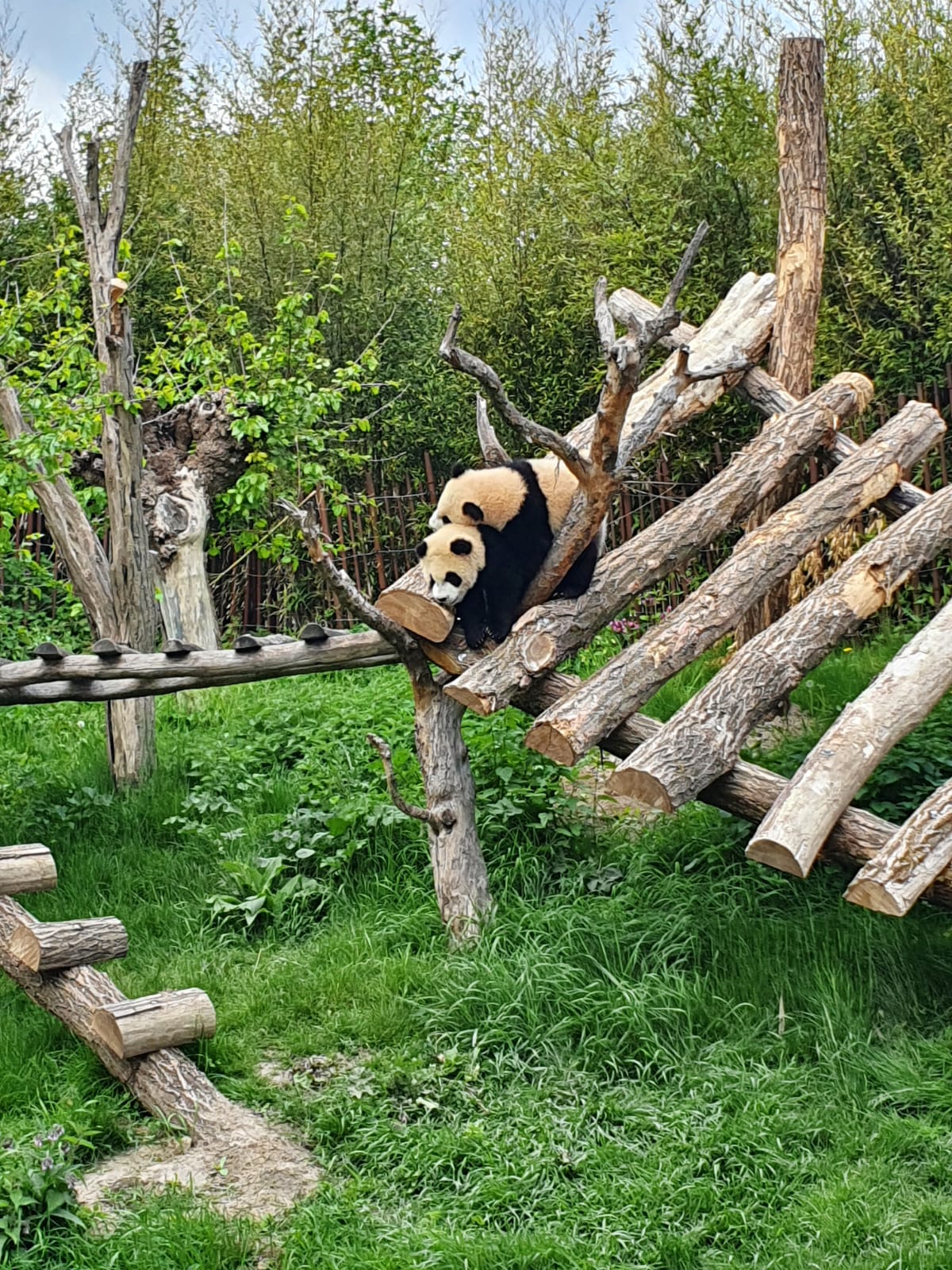 Hoe gaat het met de babypanda? 'Eerste periode is spannend'