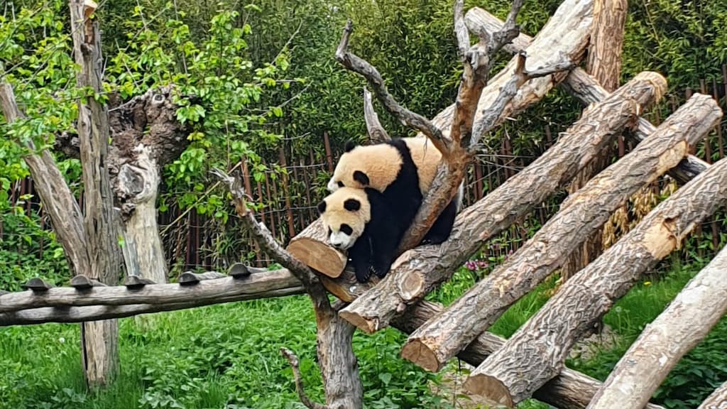 Hoe gaat het met de babypanda? 'Eerste periode is spannend'