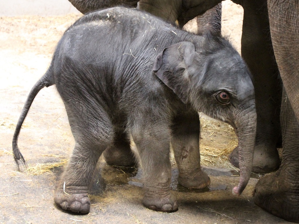 Pasgeboren olifantje voor het eerst naar buiten in ARTIS