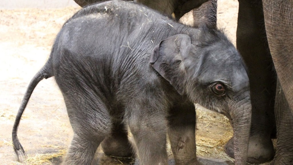 Pasgeboren olifantje voor het eerst naar buiten in ARTIS