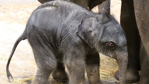 Pasgeboren olifantje voor het eerst naar buiten in ARTIS