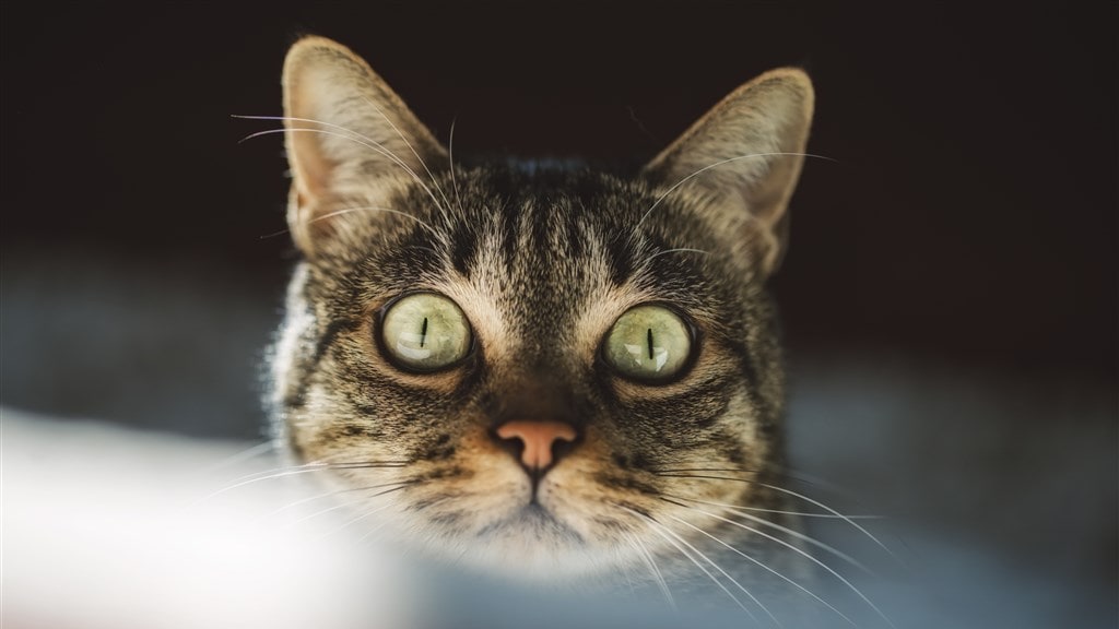 Onderzoek: huiskat kan andere katten besmetten met corona