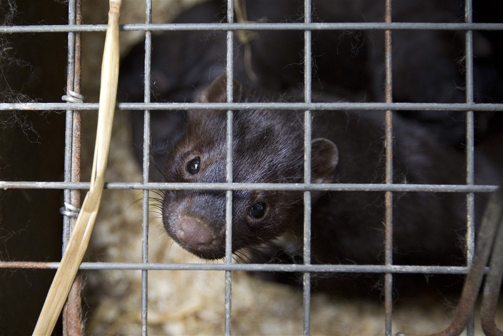 Coronavirus mogelijk overgegaan van nerts op mens