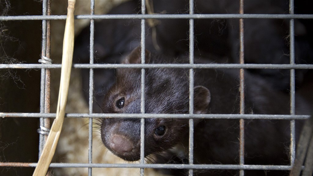 Coronavirus mogelijk overgegaan van nerts op mens