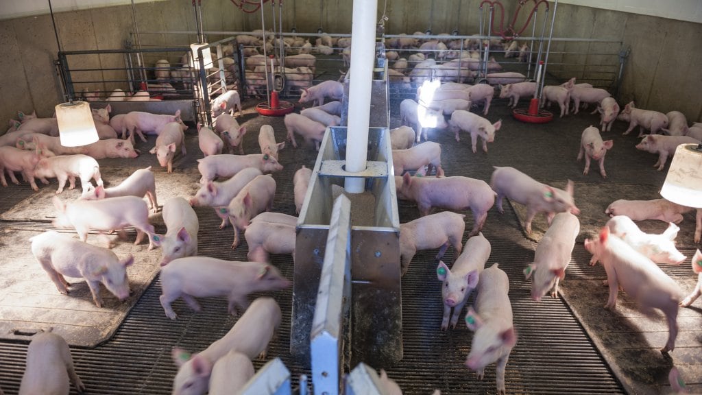 Gelders slachthuis per direct dicht, 45 medewerkers besmet