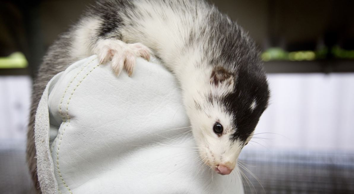 Minister Schouten: 'Kans op besmetting van dier op mens nog steeds heel klein'